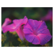 Morning glory flyers by gavila_pt Morning glory flyers