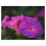 Morning glory flyers