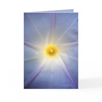 Morning Glory Heart cards by MoiraAshleigh Morning Glory Heart cards