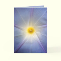 Morning Glory Heart cards by MoiraAshleigh Morning Glory Heart cards