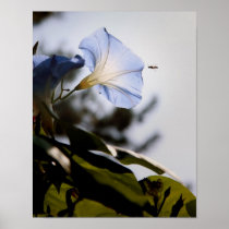 Morning Glory-Inflight Posters