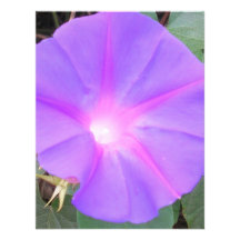Morning Glory Invite