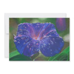 Morning Glory (Landscape) Announcements