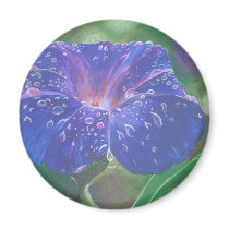 Morning Glory (Landscape) Magnet