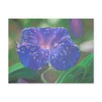 Morning Glory (Landscape) Post Card