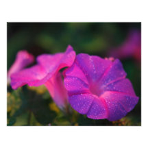 Morning glory personalized announcement
