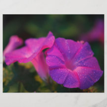 Morning glory personalized flyer