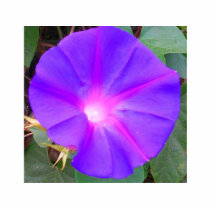 Morning Glory photo sculptures