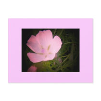 Morning Glory Pink Effect Postcard postcards
