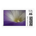 Morning Glory postage