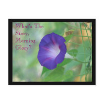 Morning Glory postcards