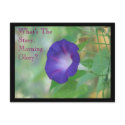 Morning Glory postcards