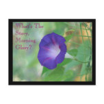 Morning Glory postcards