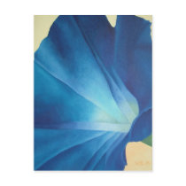 Morning Glory Postcard