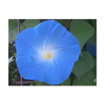 Morning Glory Postcard