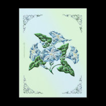 Morning Glory Postcard
