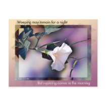 Morning Glory postcard by dollargrafix Morning Glory postcard