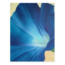 Morning Glory Postcard postcards