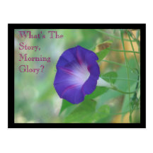 Morning Glory Postcard