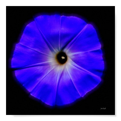morning glory print by jzombie