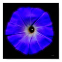 morning glory posters by jzombie morning glory posters