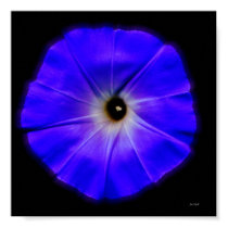 morning glory posters