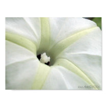 Morning Glory posters