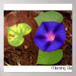 morning glory posters