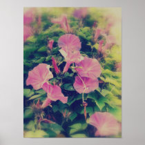 Morning Glory posters
