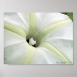 Morning Glory Posters