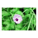 Morning Glory posters