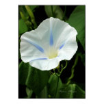 Morning Glory Print Morning Glory Print