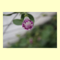 Morning Glory posters