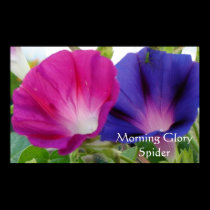 Morning Glory Spider posters