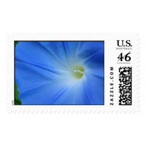 Morning glory stamp by grammasue319 Morning glory stamp