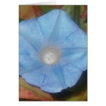 Morning Glory Star Greeting Cards