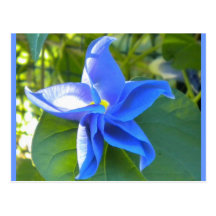 Morning Glory Star Post Card