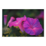 Morning glory custom stationery