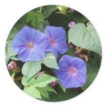 Morning Glory Stickers by emele1 Morning Glory Stickers
