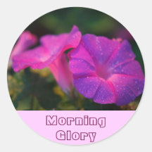Morning Glory Stickers