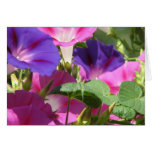 Morning Glory Vines Greeting Cards