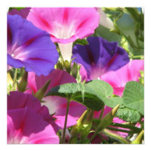 Morning Glory Vines Invitations