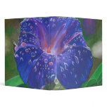Morning Glory (What's the Story?) binders