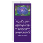 Morning Glory (What's the Story?) rack cards