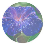 Morning Glory (What's the Story?) Sticker