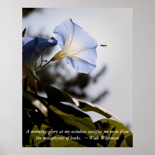 morning glory with Walt Whitman Qoute print