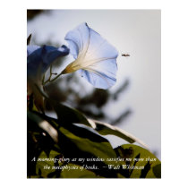 morning glory with Walt Whitman Qoute posters