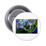 Morning Glory X 2 Button