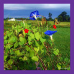 Morning Glorys and Swallowtails Poster posters