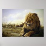 Morning glow, Lion Print